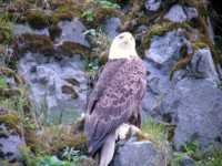 One of many Bald Eagles seen in Alaska!  [Russ Marvin]